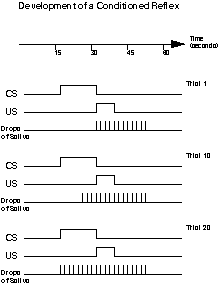development of the CR