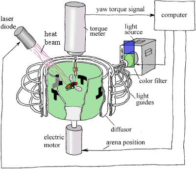 The Drosophila Flight Simulator