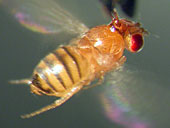 Fruchtfliege im Experiment  Bjrn Brembs / dpa