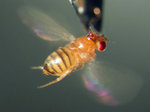 Fruchtfliege