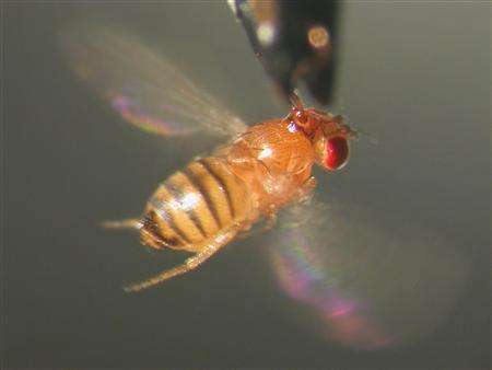 Science Image: 
                                    A fruit fly is photographed during a September 2006 experiment on free will. A tiny fruit fly -- without any input from the outside world -- will spontaneously change directions, researchers said on Monday, in a finding that just may rescue the notion that free will not only exists but is a basic function of the brain. REUTERS/Bjoern Brembs/Handout
                                