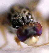 Fruchtfliege Drosophila