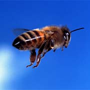 Buzzing with intelligence?