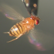 Festgeklebte Taufliege
