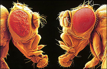 Researchers tethered fruit flies in completely uniform white surroundings and recorded their moves