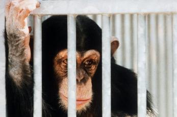 Tierversuche in den Niederlanden